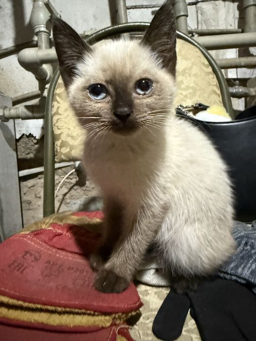 котенок с голубыми глазками и красивым окрасом