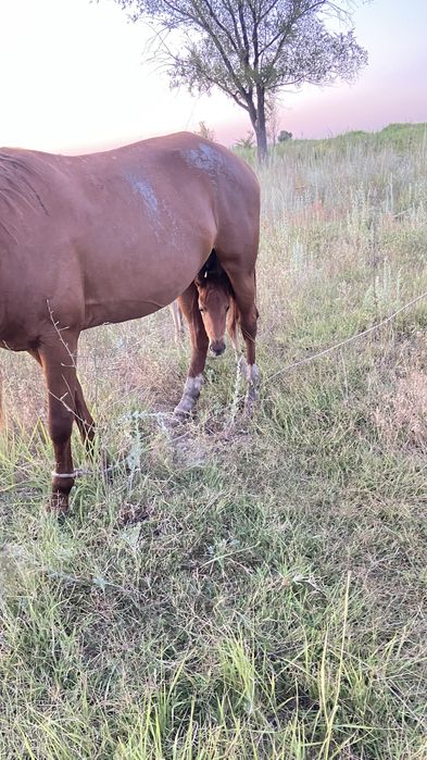 Биелер құлындарымен барлығы буаз сатылады тайлар да бар обмен жоқ .