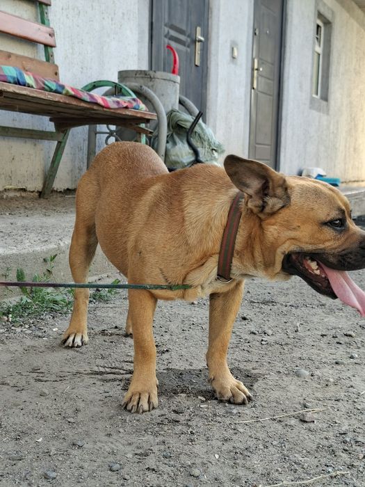 Собака хороши кабель