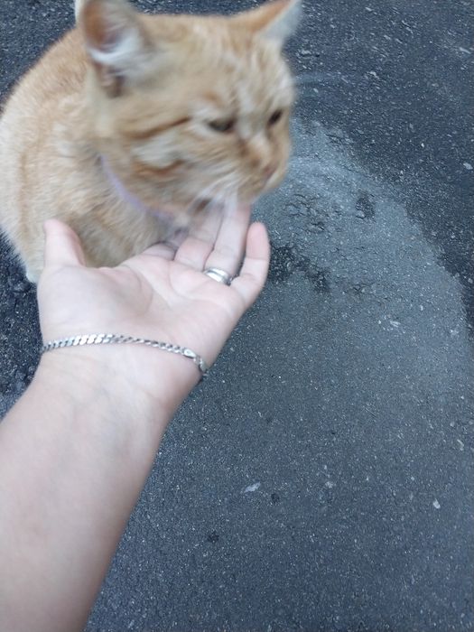 Рыжая кошечка ищет дом