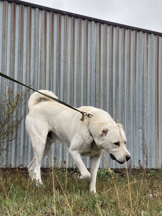 Собаки ,щенки ,акбаш ,турецкий алабай