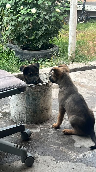 Отдам в добрые руки!