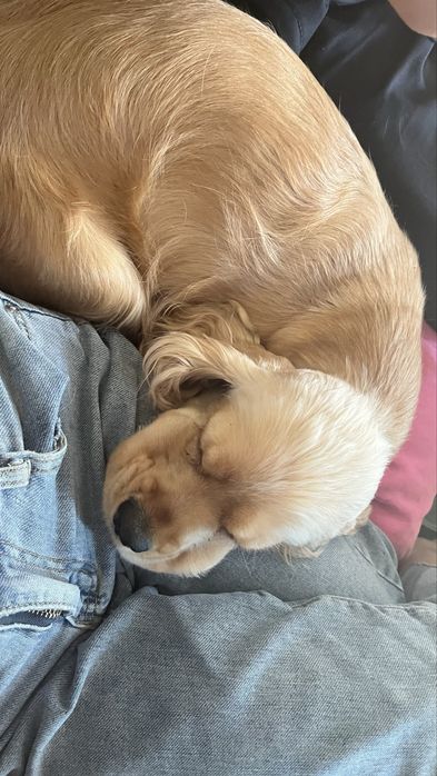 Продам рыбу сом