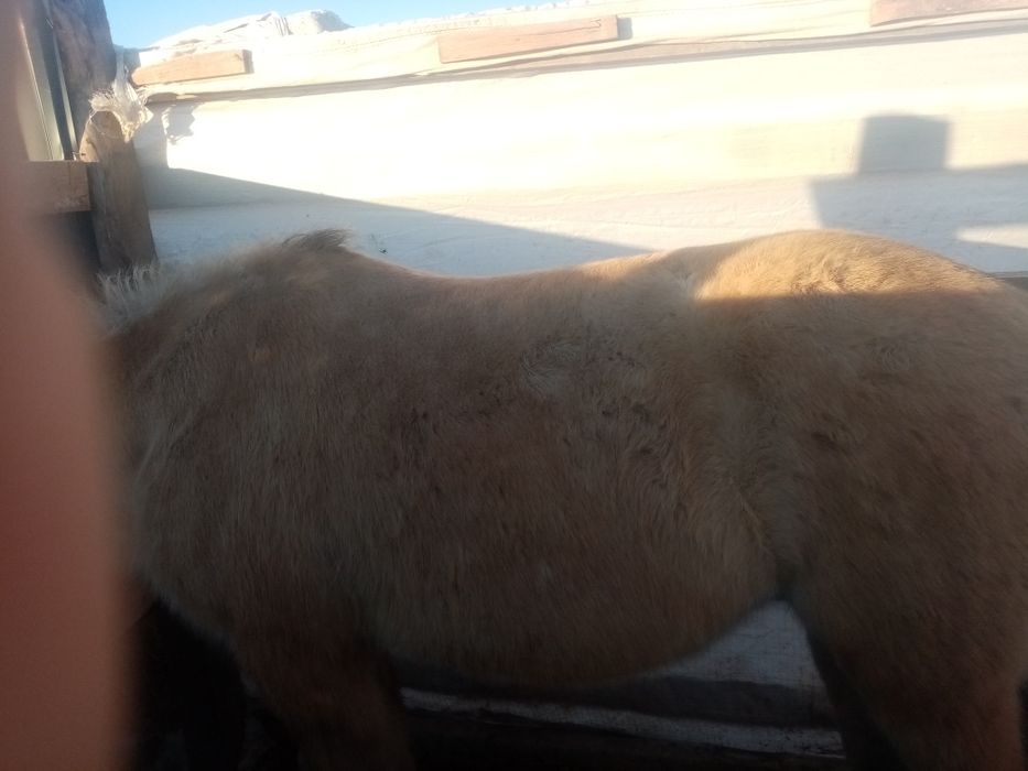 5жасар семиз бие сатылады