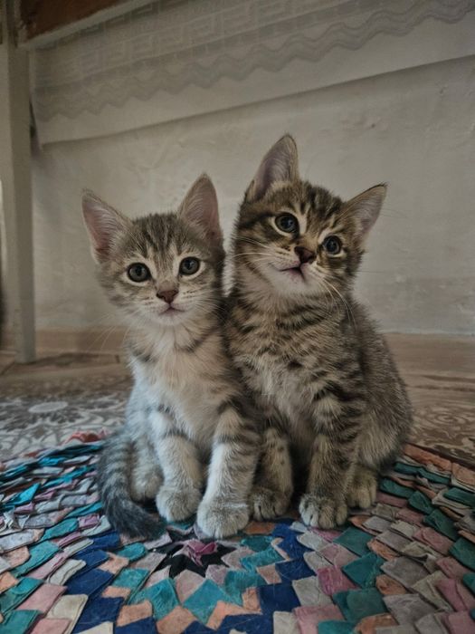 Отдам котят в добрые руки