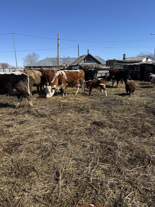 Продам коров с телятами