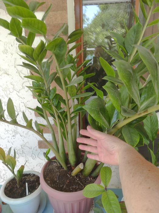 Долларовое дерево