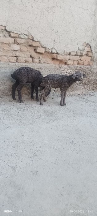 baracha 1 oyli va 18 kunli