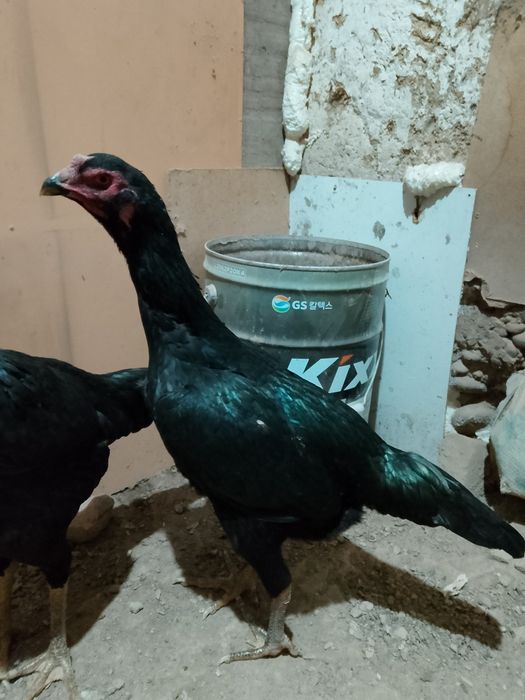 Дакан мекен сатылады