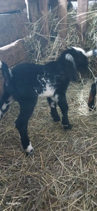 Козлята Нубо Биталы