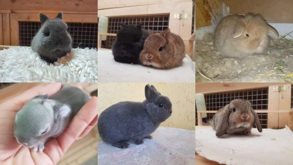 Декоративни зайчета от ферма