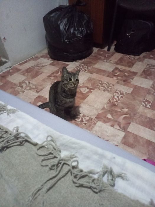 Ищу кота ему год