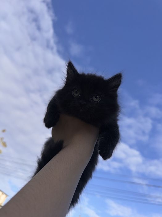 Отдаю котенка в добрые руки