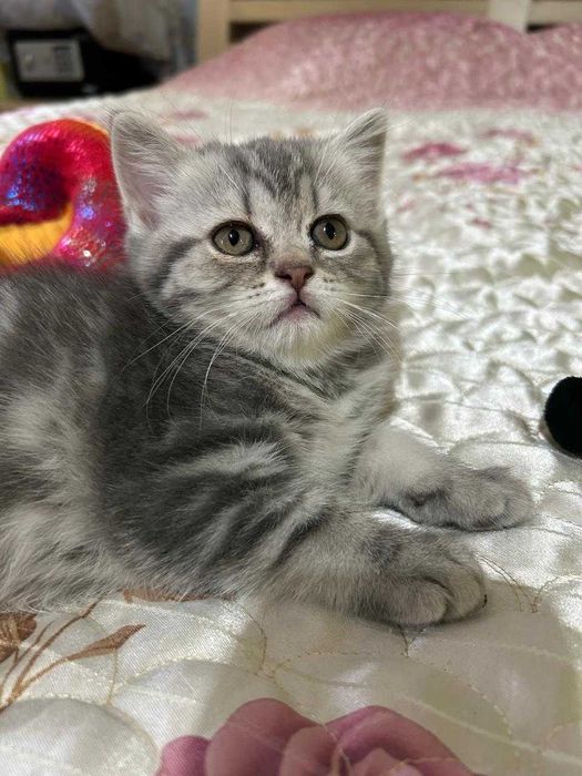 Котята Шотландские  срочно !