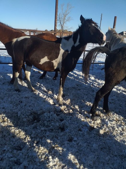 Продам жеребых лошадей 600 тыс.тг.