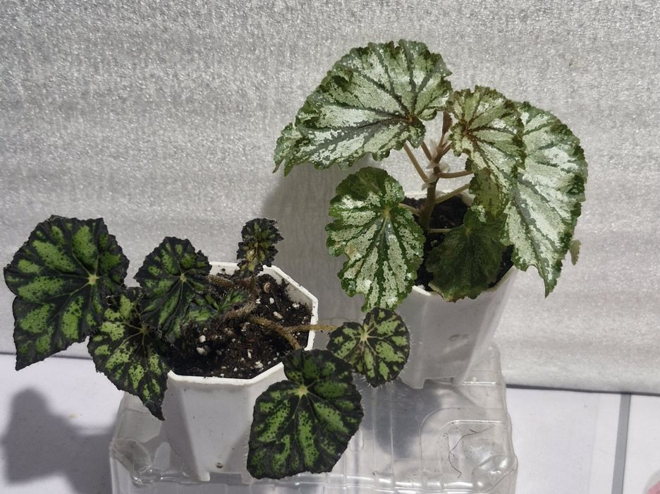 Цветы на продажу