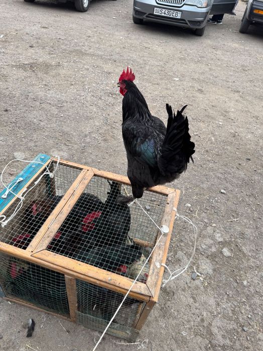 Juda yomon oqituvchilar porno