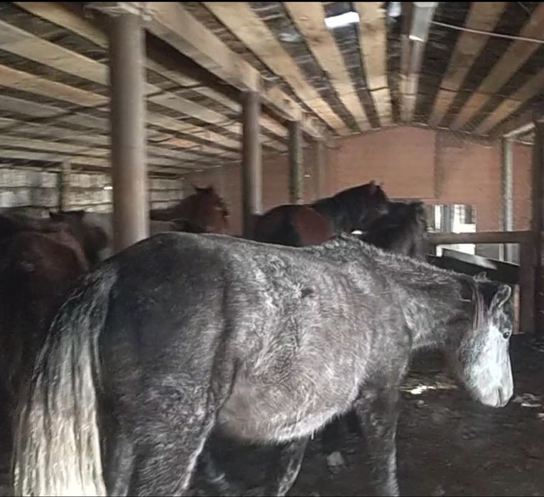 Ту бие 5 жасар 4961