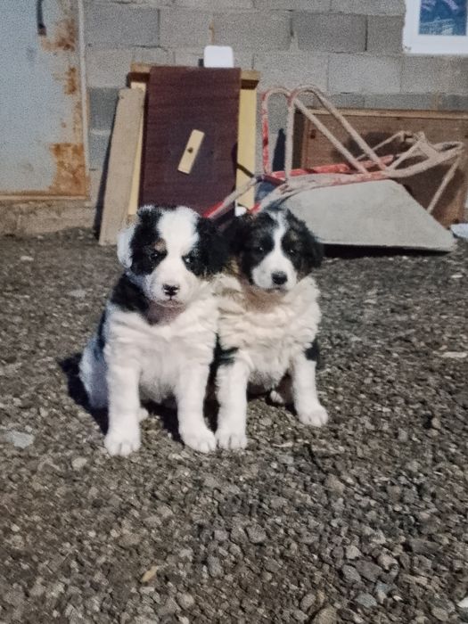 Продаю щенят девочки