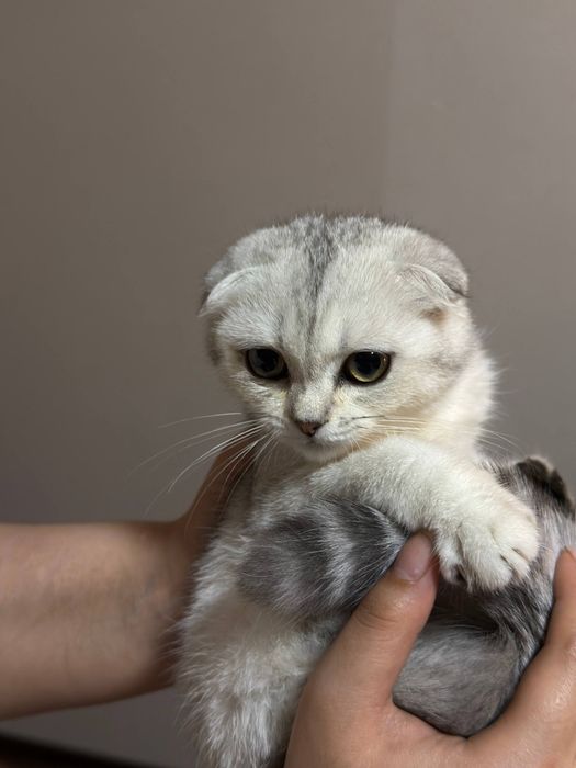 Шиншилла серебро вислоухие
