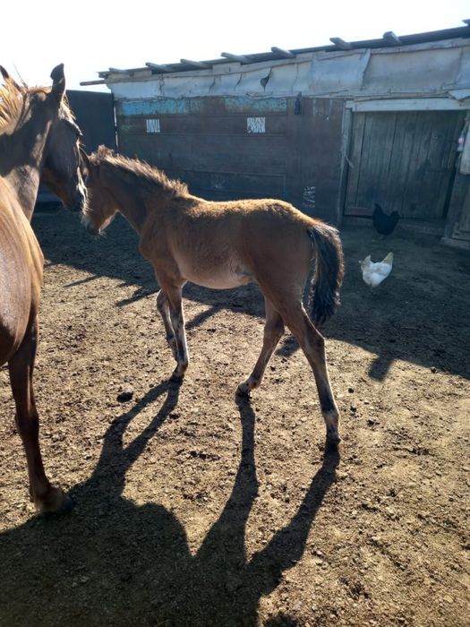семіз Жабағы сатылады