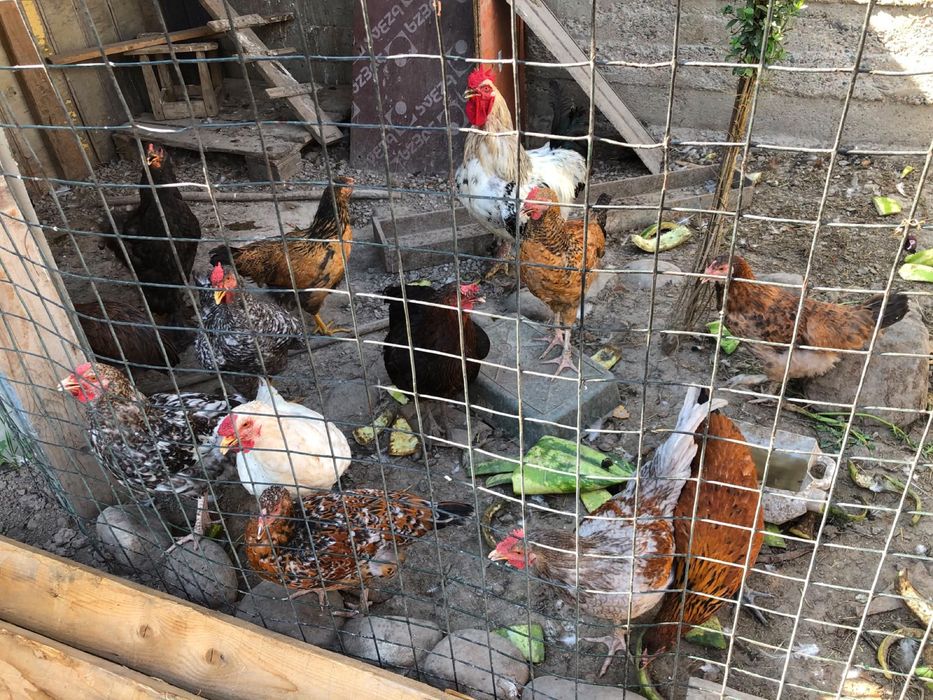 Продам курей 4 месеца домашние