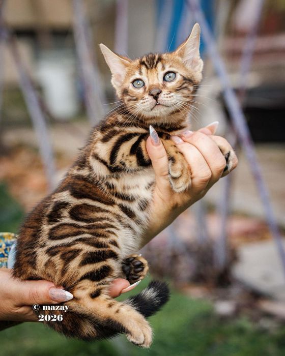 Бенгальские котята