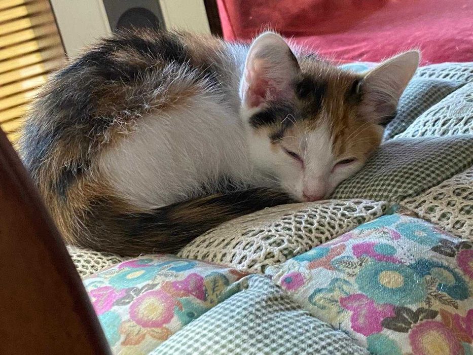 Отдам игривых котят