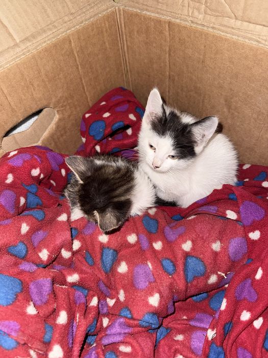Отдаем котят в добрые руки,бесплатно