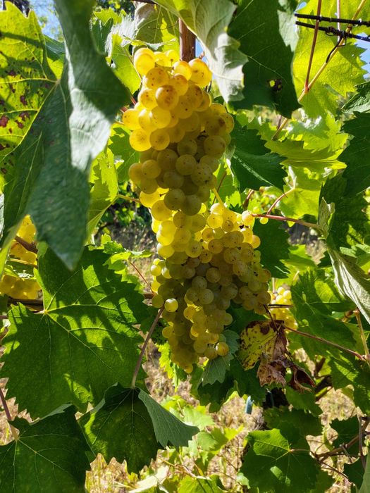 Struguri albi de vânzare