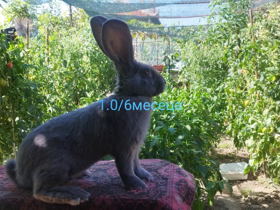 Зайци сини и черни немски гиганти,както и кочовати зайци.