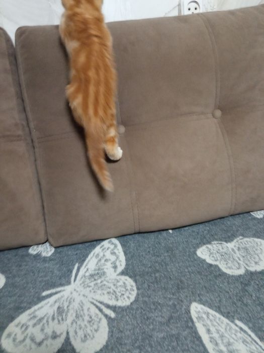 Продам британскую кошечку