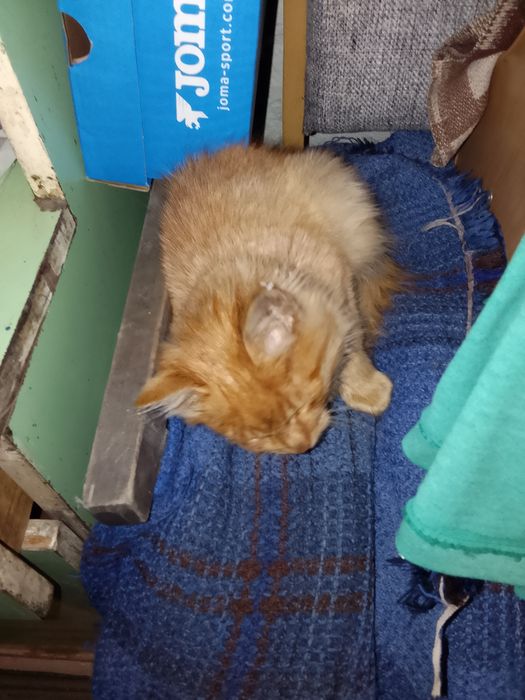 Отдам даром котят