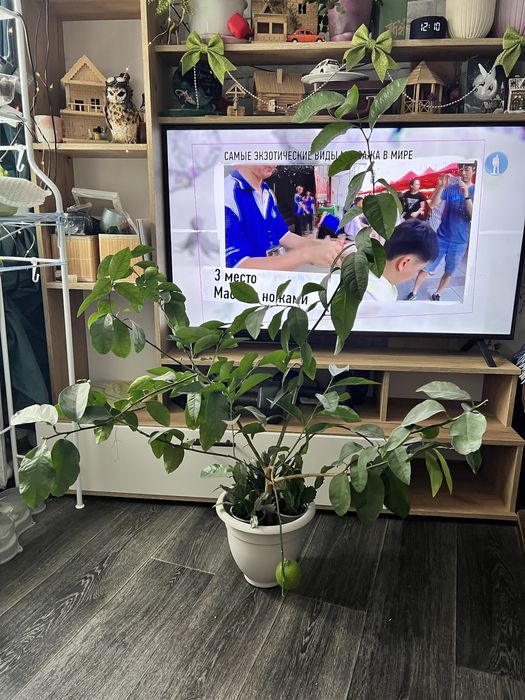 Дерево плодоносящего лимона