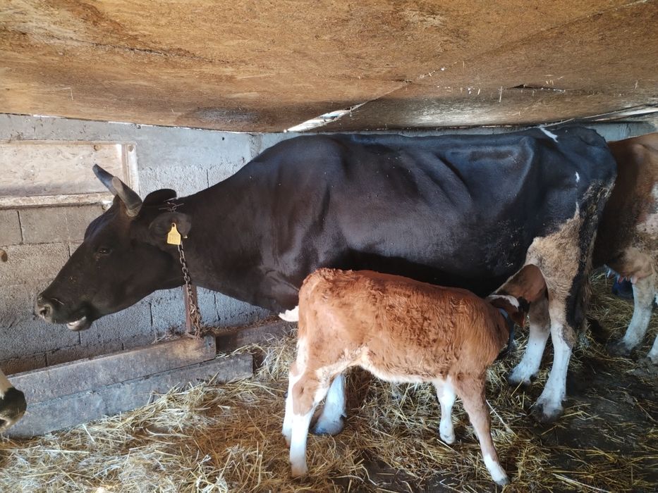 Vând vaca gestanta+vitel