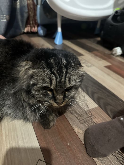 Haylend fold  sotiladi