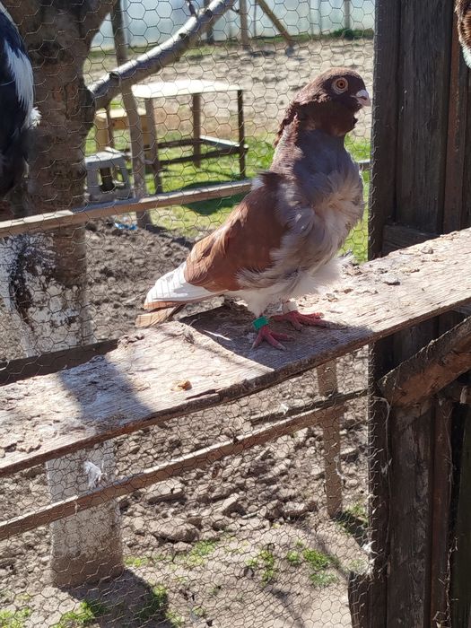 Американски Кинг