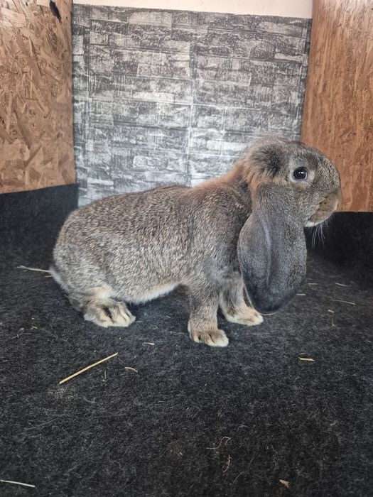 Pereche Berbec German