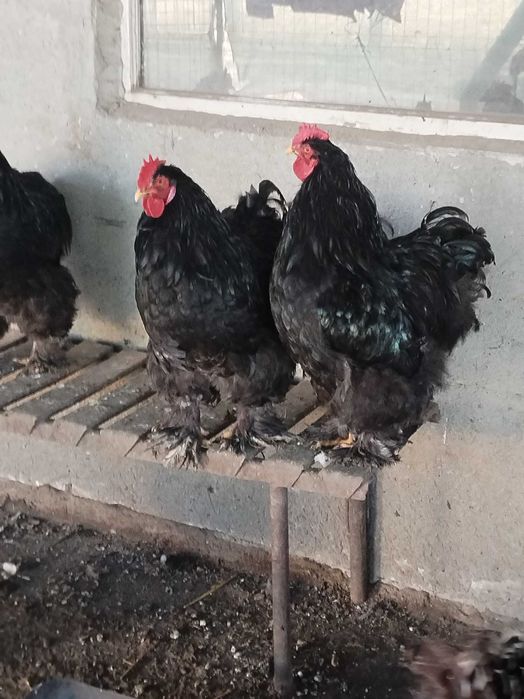 Cocosi cochinchina urias