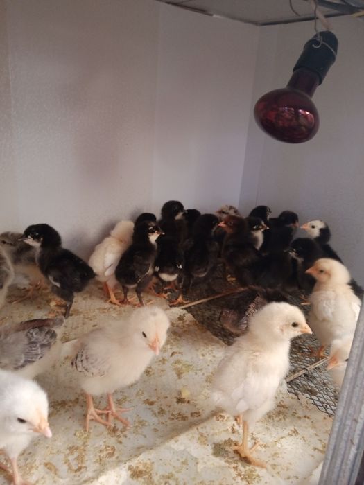 Продаются Циплята