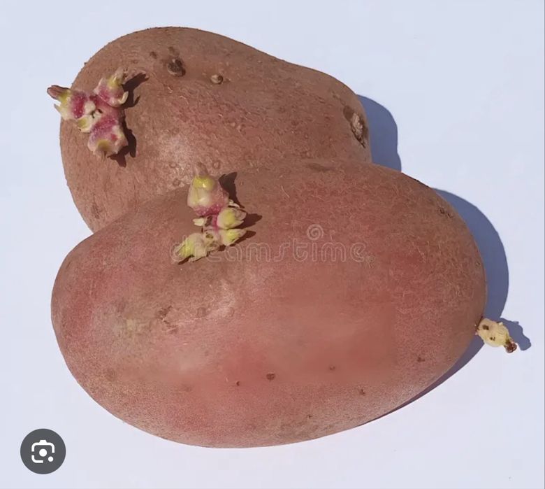 Продам семенной картофель