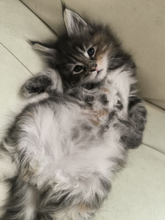 Котята породы мейнкун