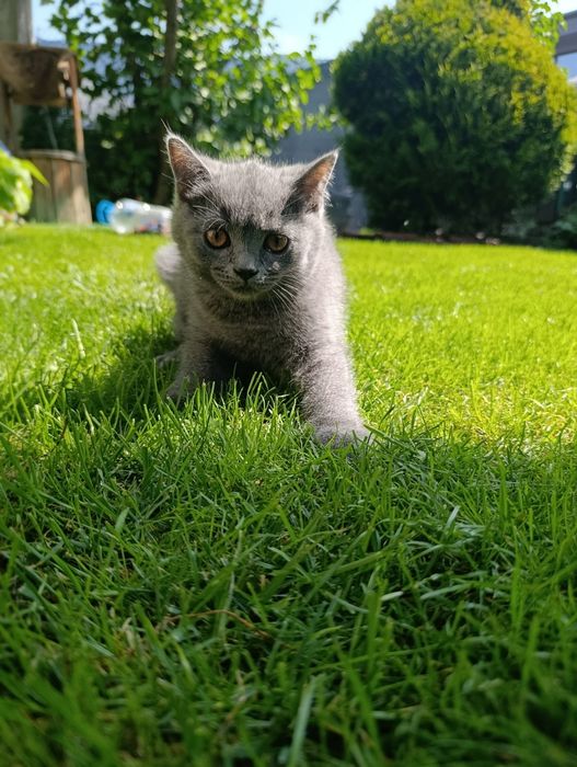 Британски котета