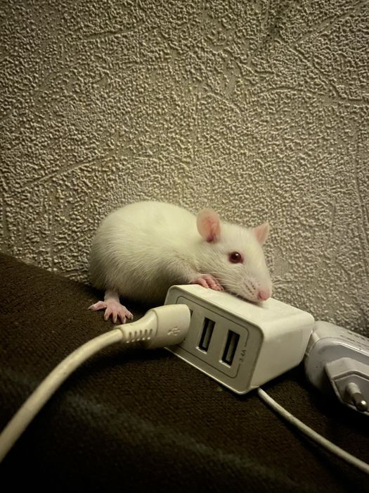 Крысята игривые ручные