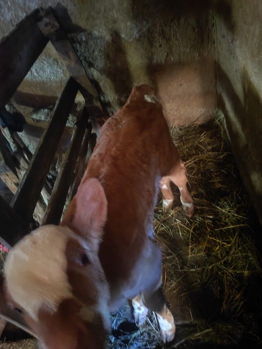 Продаю теленка "бычок"