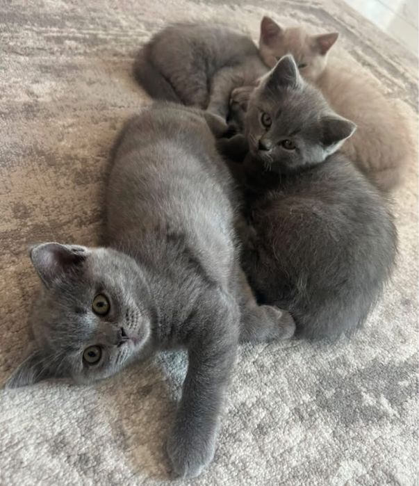 British Shorthair pui