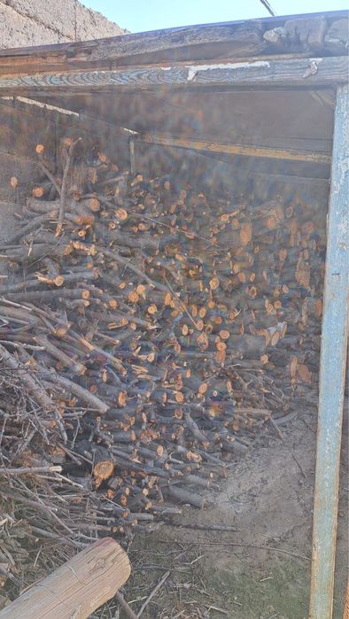 Сарыагаш Агаш Кесу