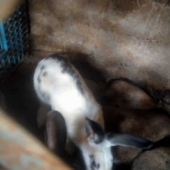 Зайцыы Қояндарр.