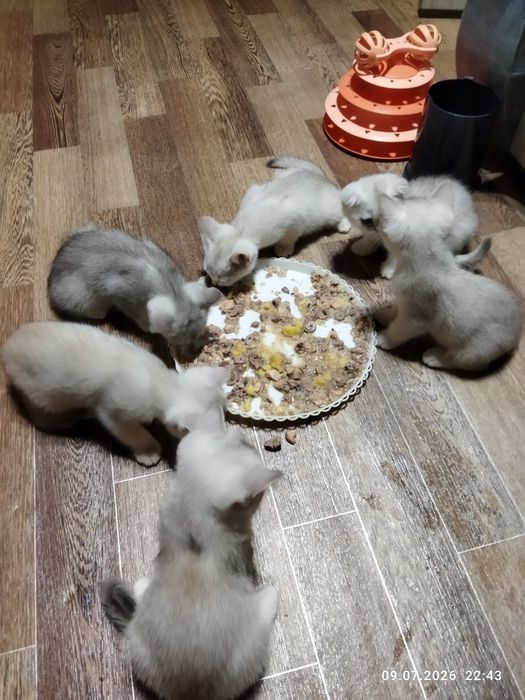 Продаются шотландские чистокровные котята серебряная шиншилла