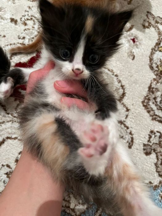 Сибирский котенок